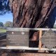 Commemorative plaque by the Lone Pine descendant, Wattle Park, Melbourne, Victoria, Australia