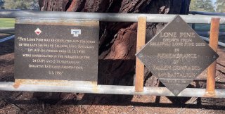Lone Pine Descendants in Victoria