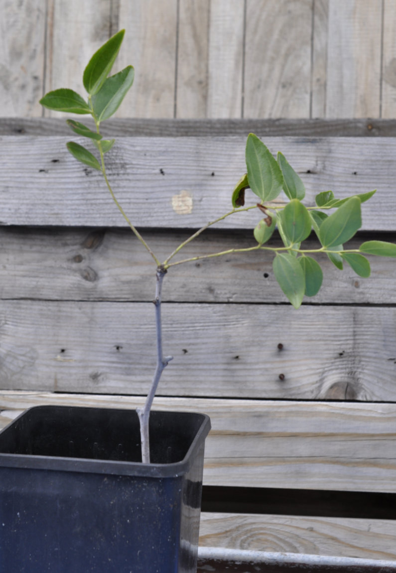 Miraculous Jujube Cuttings, Plural!