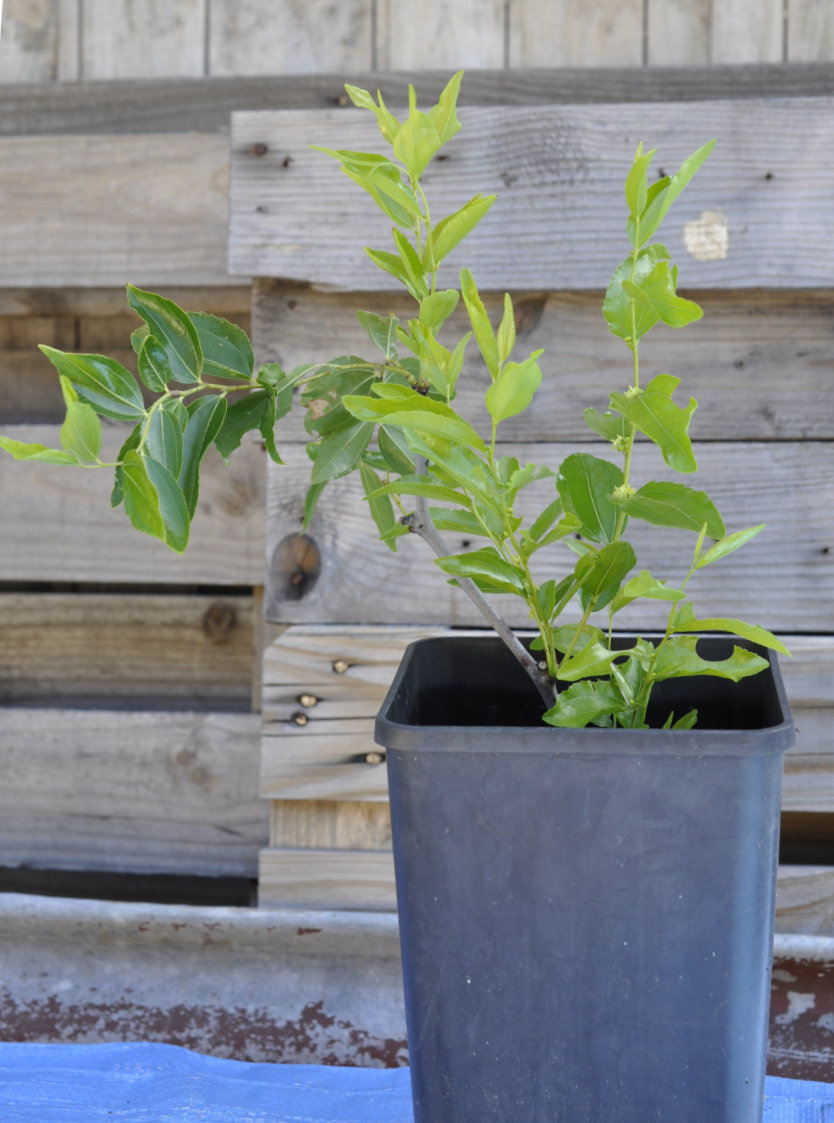 Miraculous Jujube Cuttings, Plural!