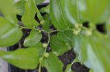 Miraculous jujube cutting number 2, showing flower buds and flowers