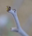 Leaf tips emerging from a jujube tree bud