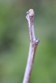 Leaf tips emerging from a jujube tree bud