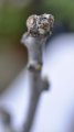 Leaf tips emerging from a jujube tree bud