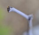 Leaf tips emerging from a jujube tree bud