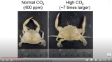 Crab exposure to low and high CO2