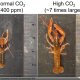 Lobster exposed to 2,800 ppm