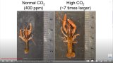 Lobster exposed to 2,800 ppm
