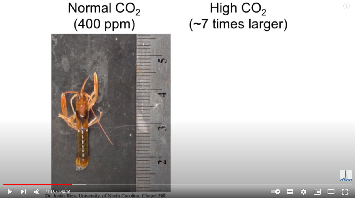 Lobster exposed to 400 ppm CO2 My Take on the Carbon Dioxide Narrative: Part 2 Extended