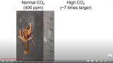 Lobster exposed to 400 ppm CO2