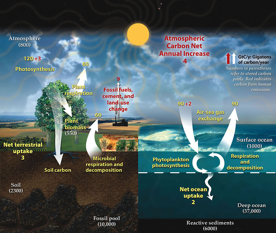 The carbon cycle My Take on the Carbon Dioxide Narrative: Part 2: The Biosphere