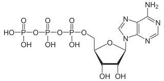 Chemical structure of ATP (adenosine triphosphate) Essential Macronutrients: Phosphorus (P)