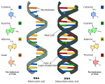 The structure of DNA, RNA, and their bases