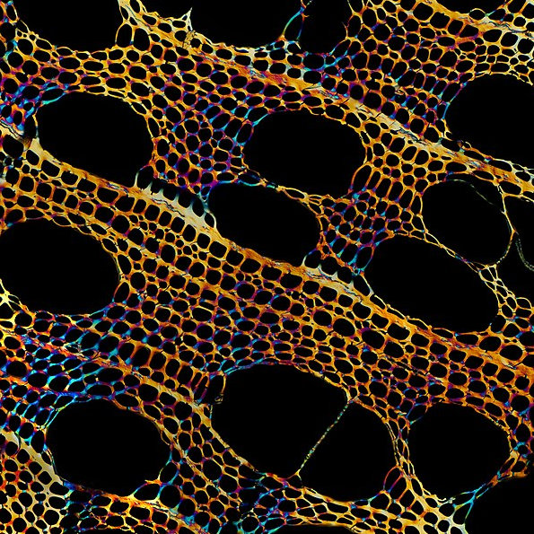 Charcoal under the microscope On Biochar