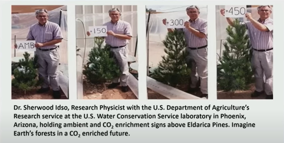Effect of additional CO2 on Eldarica pines (P. brutia subsp. eldarica) My Take on the Carbon Dioxide Narrative: Part 2 Extended