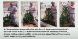 Effect of additional CO2 on Eldarica pines (P. brutia subsp. eldarica)