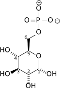 Glucose 6-phosphate