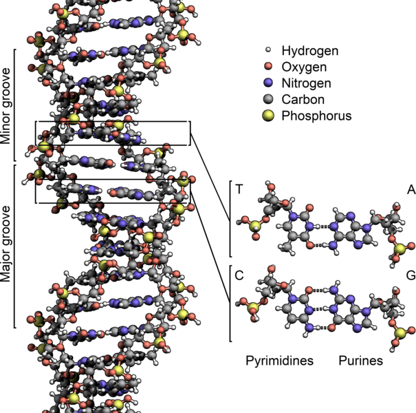 The structure of DNA Essential Macronutrients: Phosphorus (P)