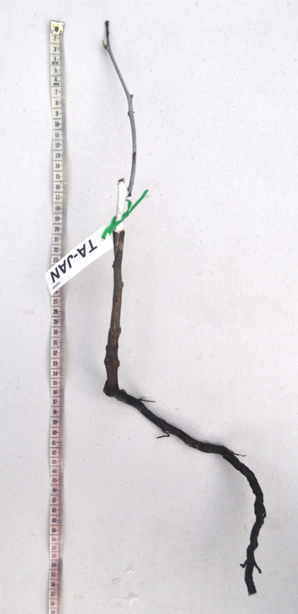 Young Ta-Jan jujube tree Photo Journal: A Ta-Jan Exiting Ecodormancy