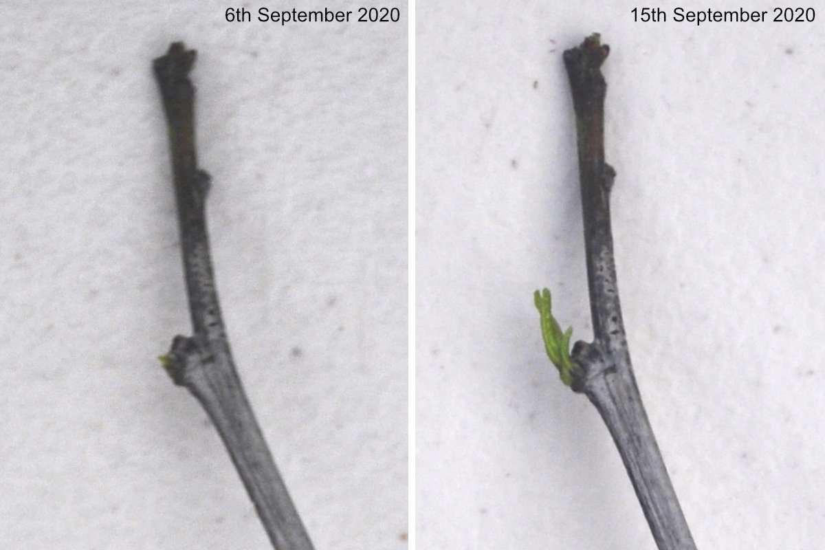 Close-up of Ta-Jan trunk, 9 days apart Photo Journal: A Ta-Jan Exiting Ecodormancy