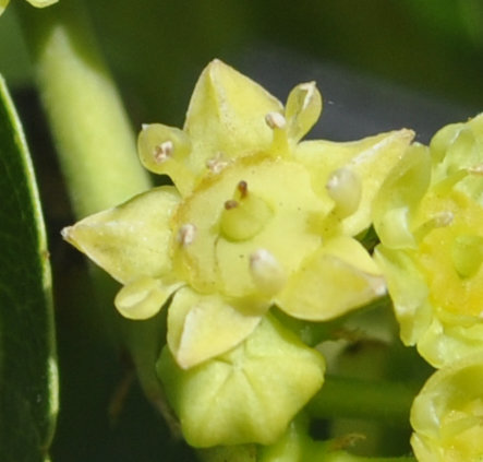 Photo Journal: Anatomy of a Jujube Flower