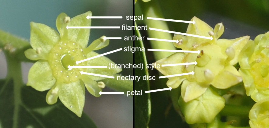 Jujube flower anatomy Photo Journal: Anthesis of Ta-Jan Flowers