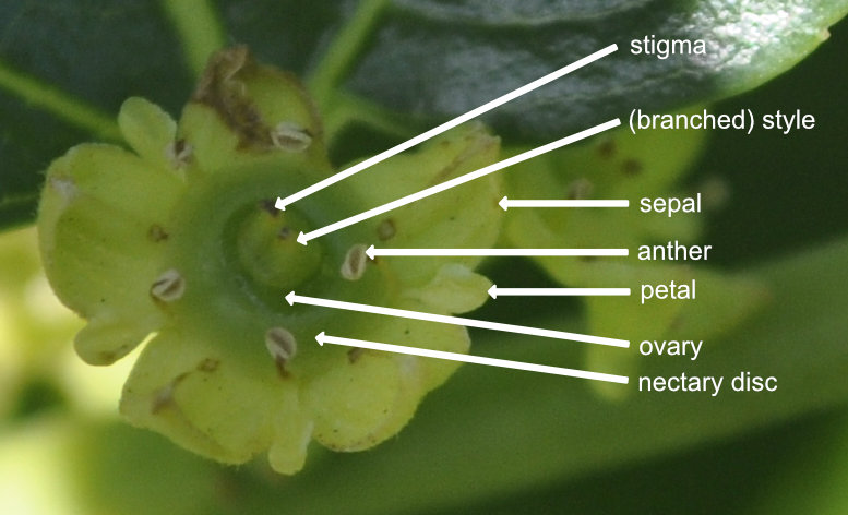 Jujube flower anatomy Jujube Fruit Anatomy