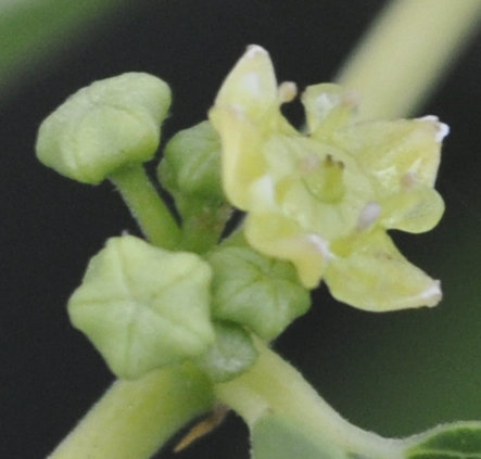 Chico flower buds alongside opened flower Photo Journal: Anatomy of a Jujube Flower