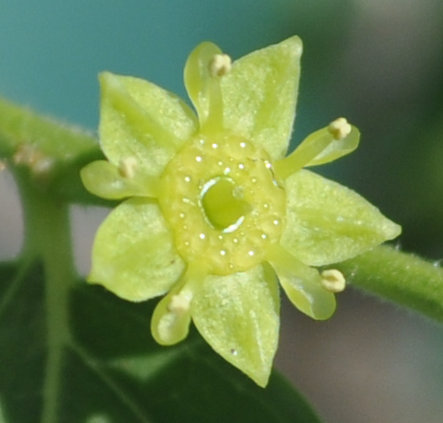 Jujube rootstock flower Photo Journal: Anatomy of a Jujube Flower