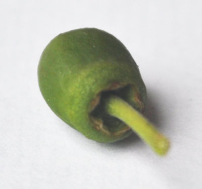 Photo Journal: Anatomy of a Shanxi-Li Fruiting Branchlet