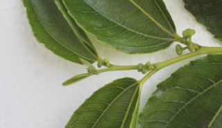Describing a Jujube Leaf