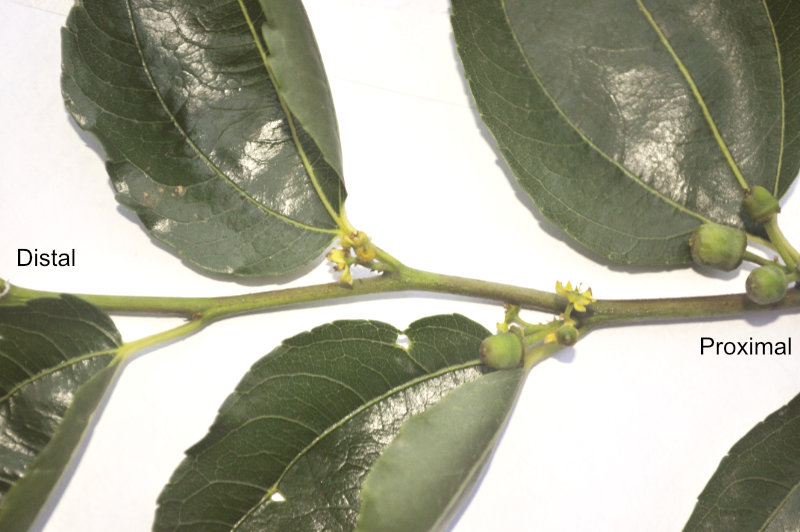 Photo Journal: Anatomy of a Shanxi-Li Fruiting Branchlet