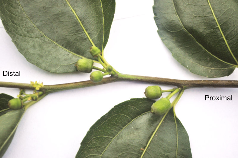 Photo Journal: Anatomy of a Shanxi-Li Fruiting Branchlet