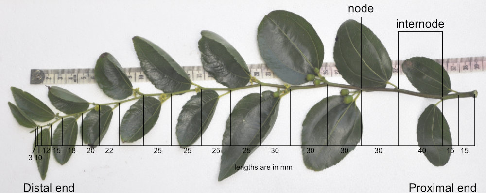 Photo Journal: Anatomy of a Shanxi-Li Fruiting Branchlet