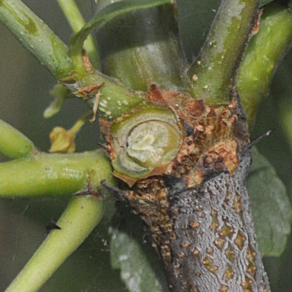 Photo Journal: Anatomy of a Shanxi-Li Fruiting Branchlet