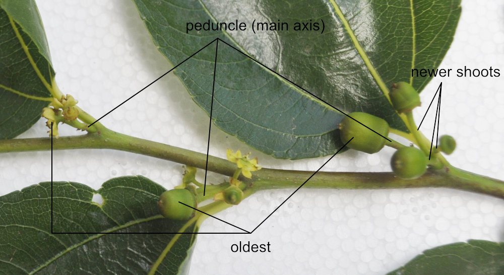 Photo Journal: Anatomy of a Shanxi-Li Fruiting Branchlet