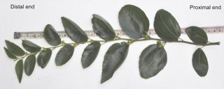 Describing a Jujube Leaf