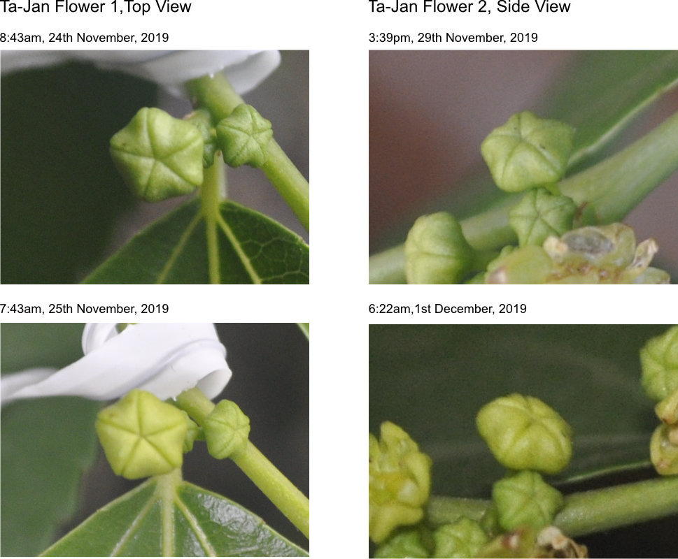 Jujube flower buds change colour from green to yellowish Photo Journal: Anthesis of Ta-Jan Flowers