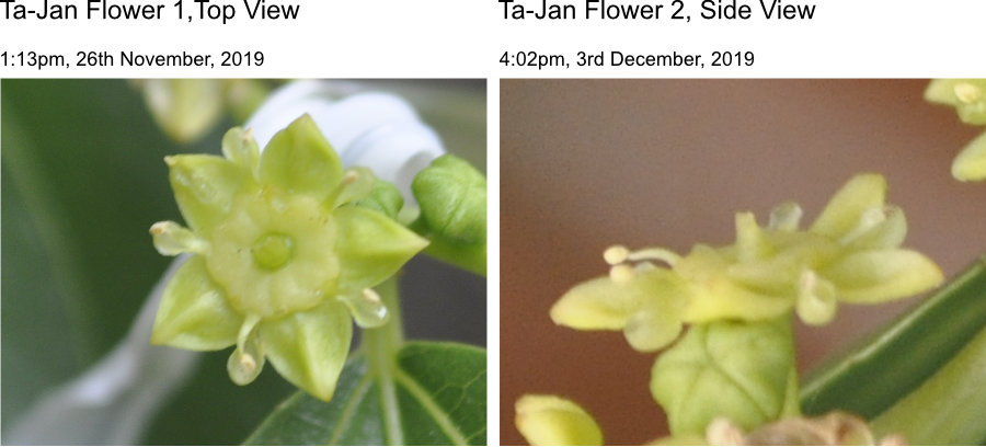 Jujube flower nectary disc lightens as anthesis progresses Photo Journal: Anthesis of Ta-Jan Flowers