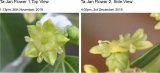 Jujube flower nectary disc lightens as anthesis progresses