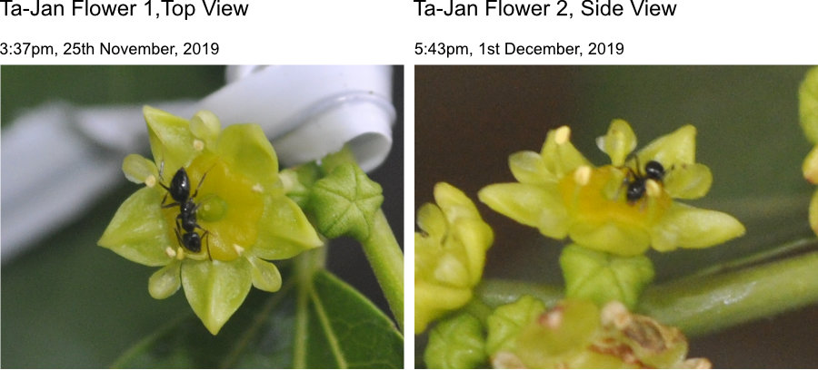 Jujube flower petals and anthers separate Photo Journal: Anthesis of Ta-Jan Flowers