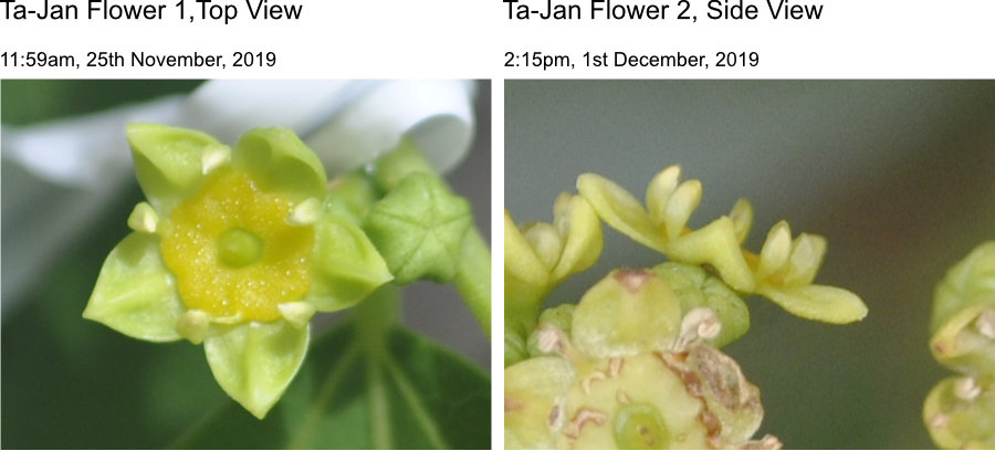 Jujube flower sepals flatten Photo Journal: Anthesis of Ta-Jan Flowers