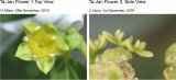 Jujube flower sepals flatten