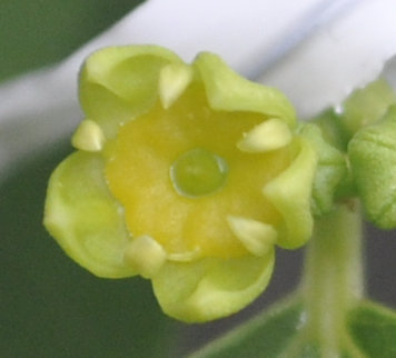 Jujube flower sepals separate further Photo Journal: Anthesis of Ta-Jan Flowers