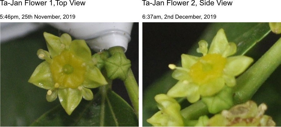 Jujube flower stamens flatten Photo Journal: Anthesis of Ta-Jan Flowers