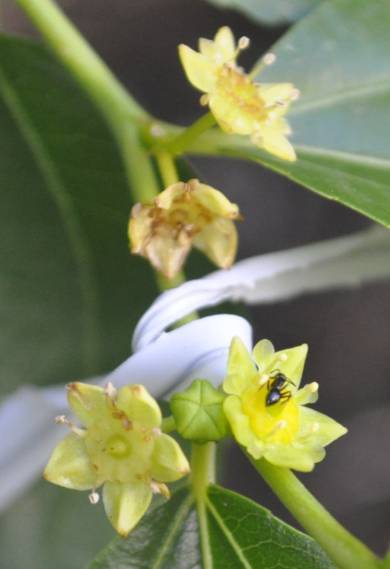 Flowers in close proximity and in different stages Photo Journal: Anthesis of Ta-Jan Flowers
