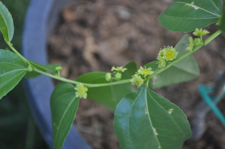Jujube flowers Photo Journal: Different Flower Stages