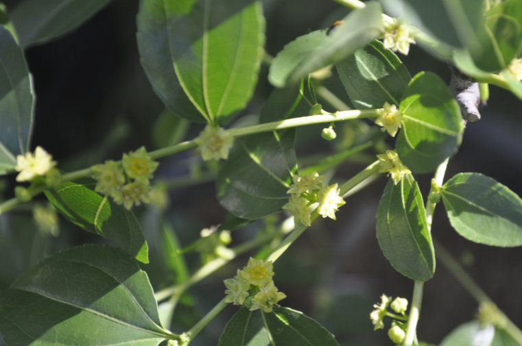 Jujube flowers Photo Journal: Different Flower Stages