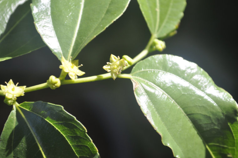 Jujube flowers Photo Journal: Different Flower Stages