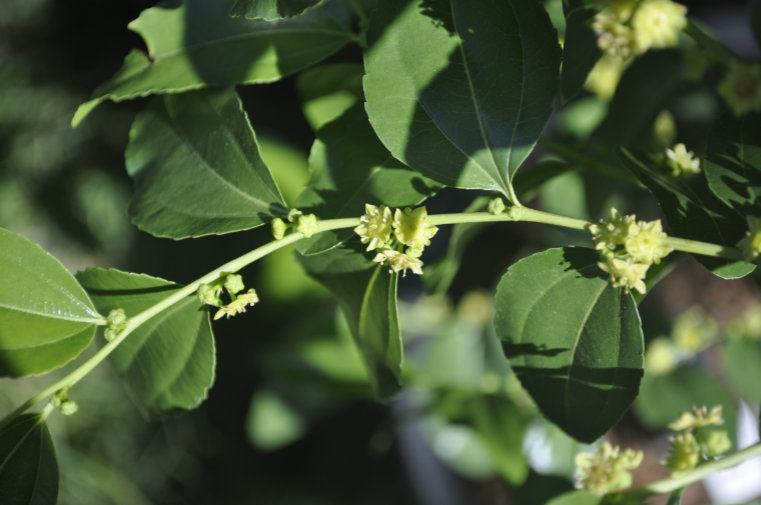 Jujube flowers Photo Journal: Different Flower Stages